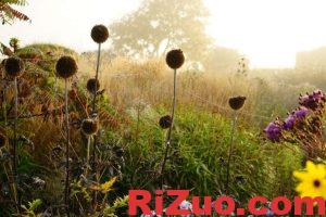 花园设计师Piet Oudolf给我们的10个花园设计要点_日作设计