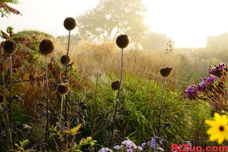 花园设计师Piet Oudolf给我们的10个花园设计要点_日作设计